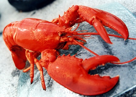 Shelburne, Nova Scotia lobster festival - June 6 - 9, 2013 , nova scotia, seafood, chowder, boiled, creamed, delicious
