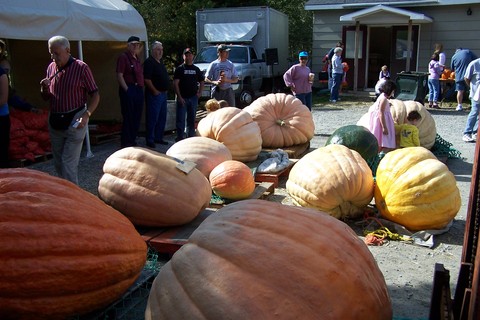 shelburne, county, pumpkin, fall, festival