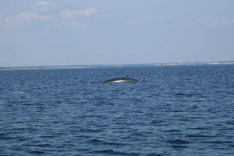whale watching in nova scotia 